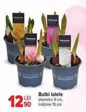 Carrefour Bulbi lalele Ofertă