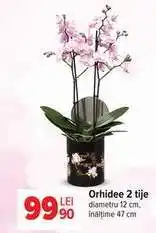 Carrefour Orhidee, 2 tije Ofertă