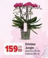Carrefour Orhidee Jungle Ofertă