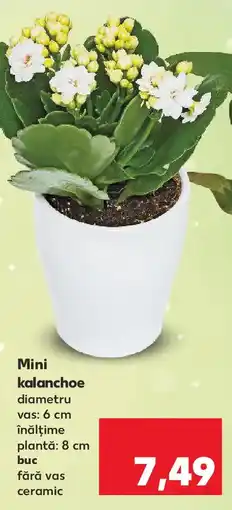 Kaufland Mini kalanchoe Ofertă