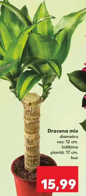 Kaufland Dracena mix Ofertă
