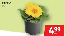 Auchan Primula Ofertă