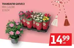 Auchan Trandafir ghiveci Ofertă