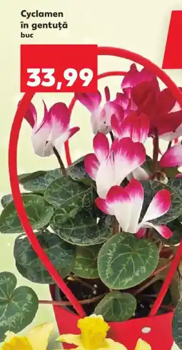 Kaufland Cyclamen în gentuţă Ofertă