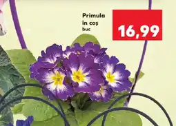 Kaufland Primula în coș Ofertă