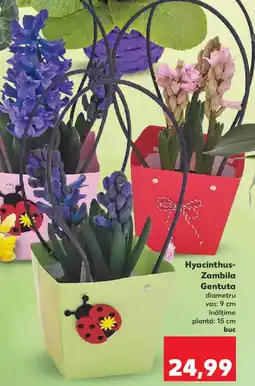 Kaufland Hyacinthus- Zambila Gentuta Ofertă
