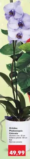 Kaufland Orhidee Phalaenopsis Colorata Ofertă