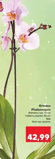 Kaufland Orhidee Phalaenopsis Ofertă