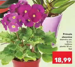 Kaufland Primula obconica Ofertă