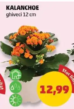 Penny Kalanchoe Ofertă