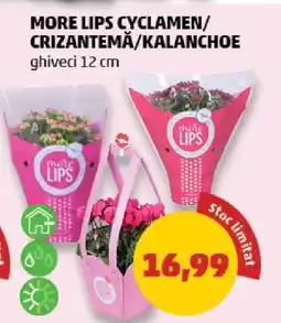 Penny MORE LIPS CYCLAMEN/CRIZANTEMĂ/KALANCHOE Ofertă
