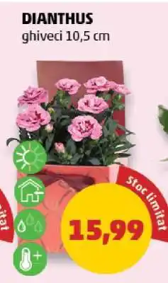 Penny Dianthus Ofertă