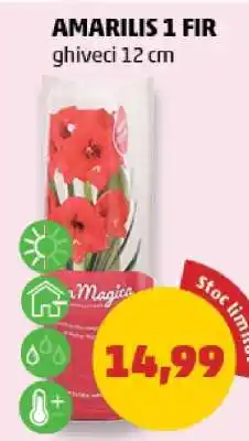 Penny AMARILIS 1 FIR Ofertă