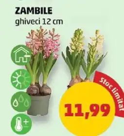 Penny Zambile Ofertă