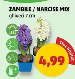 Penny Zambile / Narcise Mix Ofertă