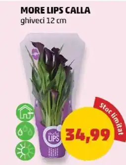 Penny MORE LIPS CALLA Ofertă