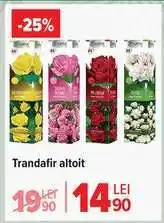 Carrefour Trandafir altoit Ofertă
