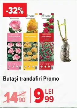 Carrefour Market Butaşi trandafiri Promo Ofertă