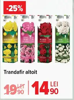 Carrefour Market Trandafir altoit Ofertă