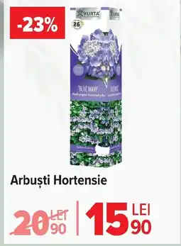 Carrefour Market Arbuşti Hortensie Ofertă