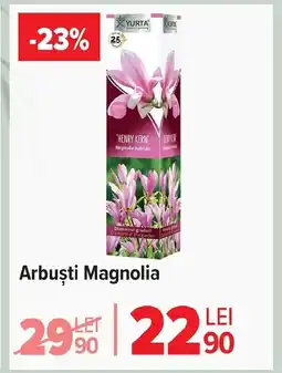 Carrefour Market Arbuşti Magnolia Ofertă
