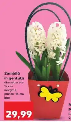 Kaufland Zambilă în gentuță Ofertă