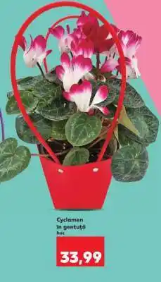 Kaufland Cyclamen în gentuță Ofertă
