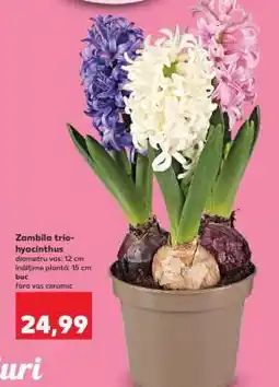 Kaufland Zambila trio-hyacinthus Ofertă