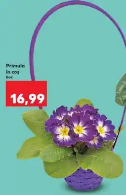 Kaufland Primula în coș Ofertă