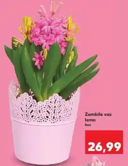 Kaufland Zambile vas lemn Ofertă