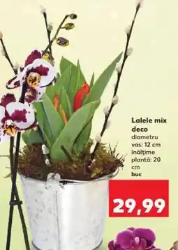 Kaufland Lalele mix deco Ofertă