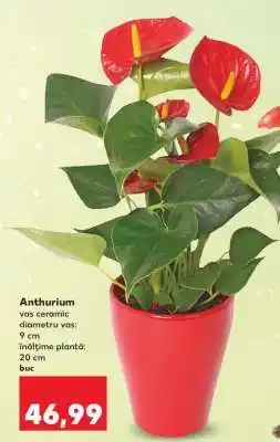 Kaufland Anthurium Ofertă