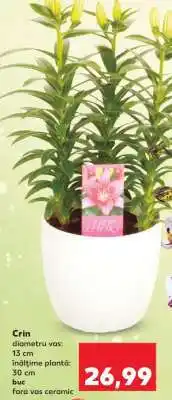 Kaufland Crin Ofertă