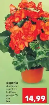 Kaufland Begonia Ofertă