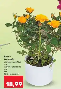 Kaufland Rosa - trandafir Ofertă