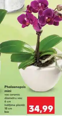 Kaufland Phalaenopsis mini Ofertă