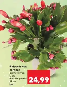 Kaufland Rhipsalis vas ceramic Ofertă