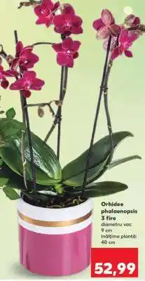 Kaufland Orhidee Phalaenopsis Ofertă