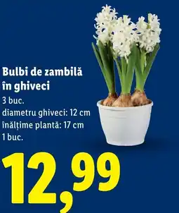 Lidl Bulbi de zambilǎ în ghiveci Ofertă