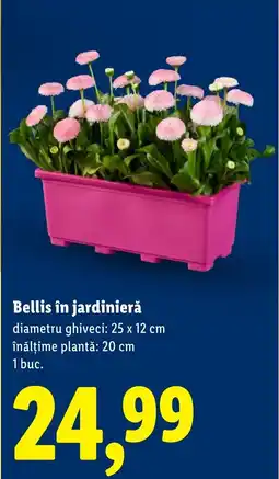 Lidl Bellis în jardinieră Ofertă