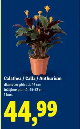 Lidl Calathea / Calla / Anthurium Ofertă