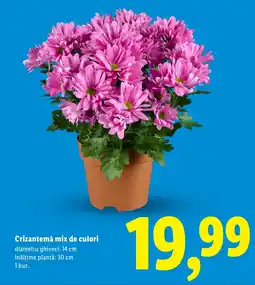 Lidl Crizantemă mix de culori Ofertă
