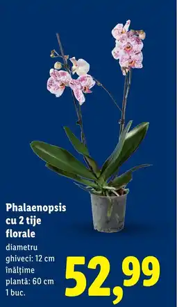 Lidl Phalaenopsis cu 2 tije florale Ofertă