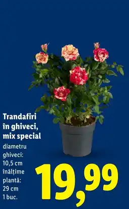 Lidl Trandafiri în ghiveci, mix special Ofertă