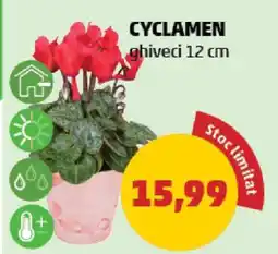 Penny Cyclamen Ofertă