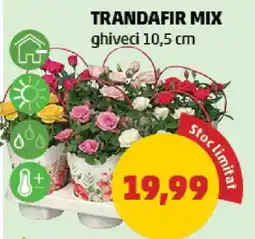 Penny TRANDAFIR MIX Ofertă