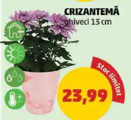Penny Crizantema Ofertă