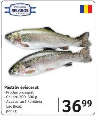 Selgros Păstrăv eviscerat Ofertă