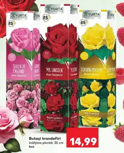 Kaufland Butaşi trandafiri Ofertă