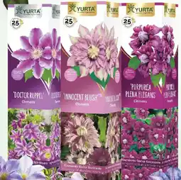 Kaufland Clematis mix Ofertă